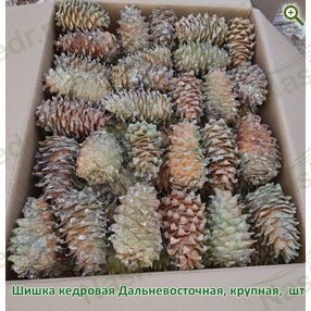 Шишки кедровые - Кедровый орех и его продукция - купить по цене ...