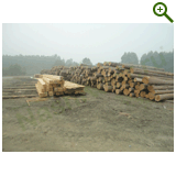 Заготовка древесины